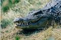 crocodile.jpg (447x291)